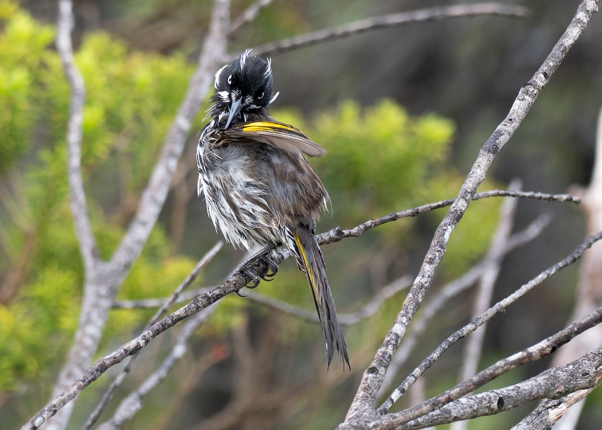 New Holland Honeyeater - ML646034846