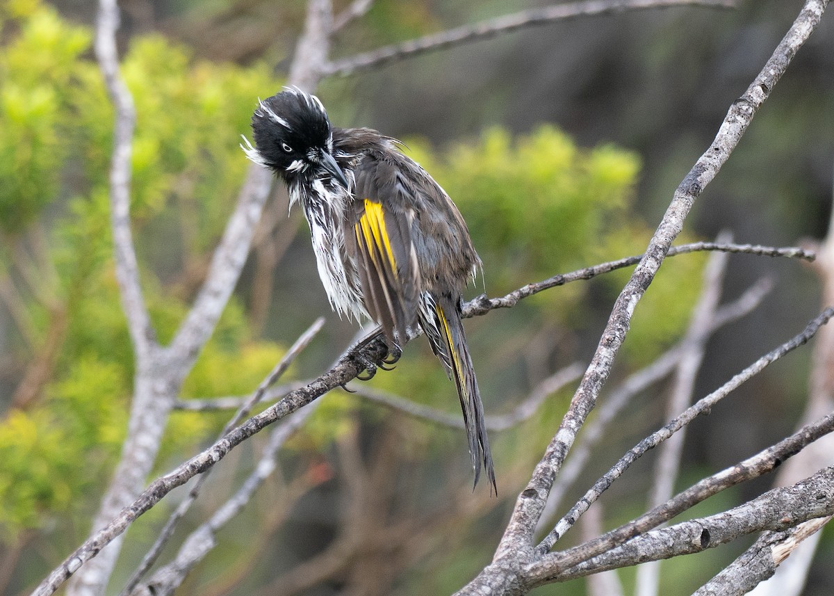 New Holland Honeyeater - ML646034847