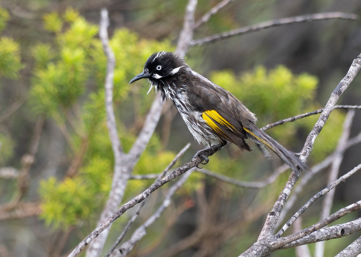 New Holland Honeyeater - ML646034849