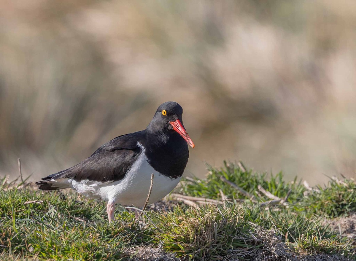 Magellanic Oystercatcher - ML646034857
