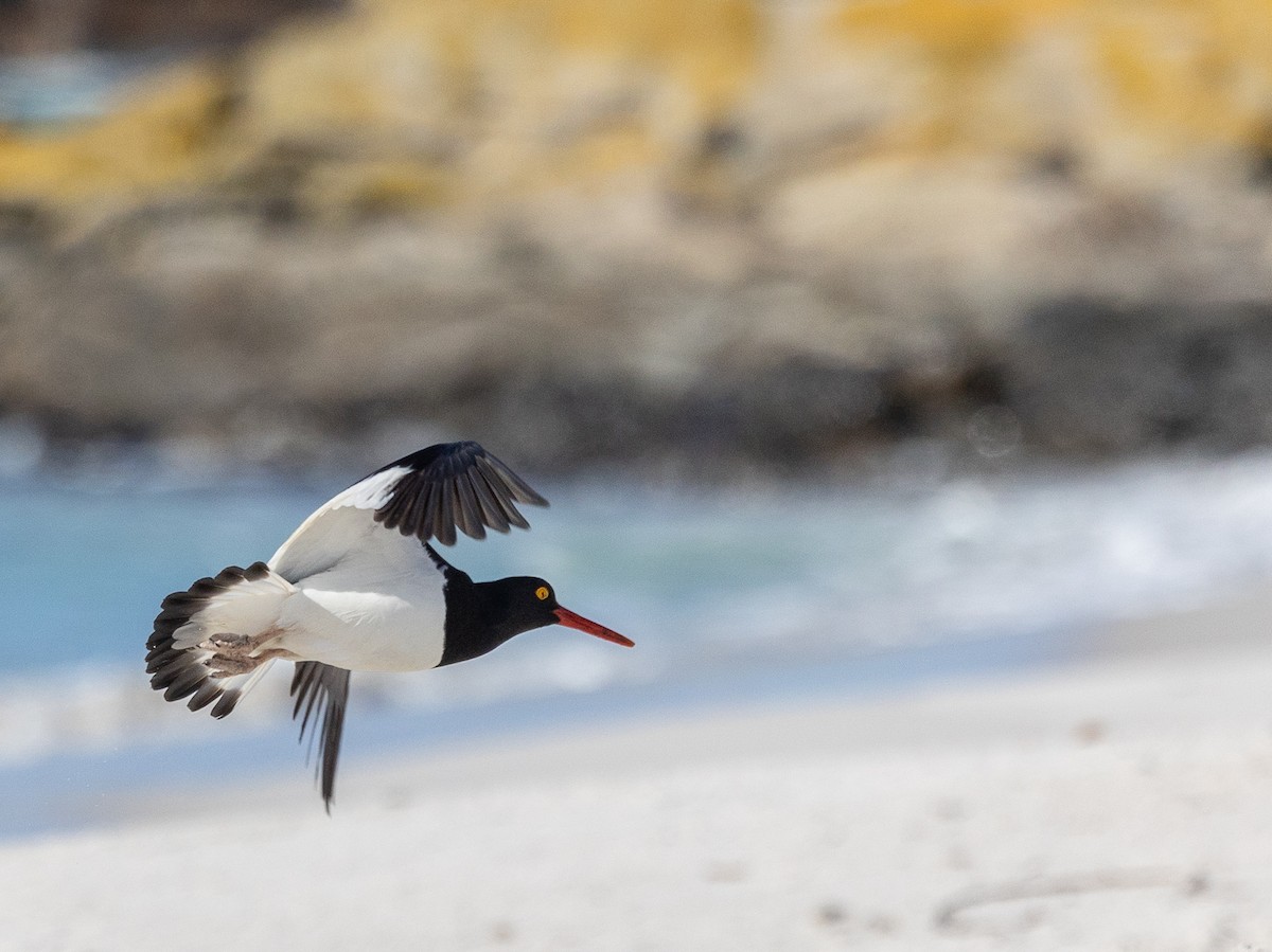 Magellanic Oystercatcher - ML646034858