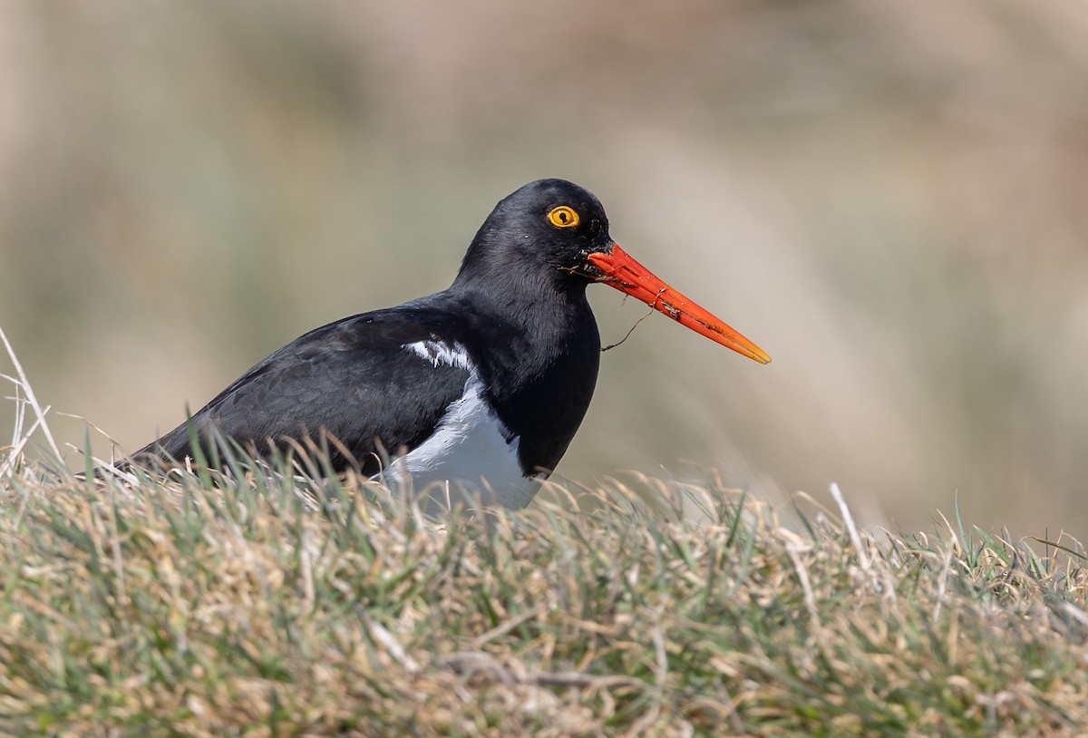 Magellanic Oystercatcher - ML646034859