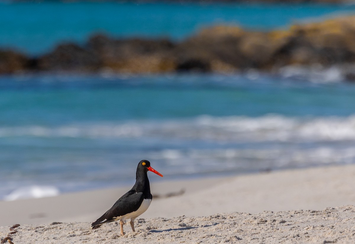 Magellanic Oystercatcher - ML646034860