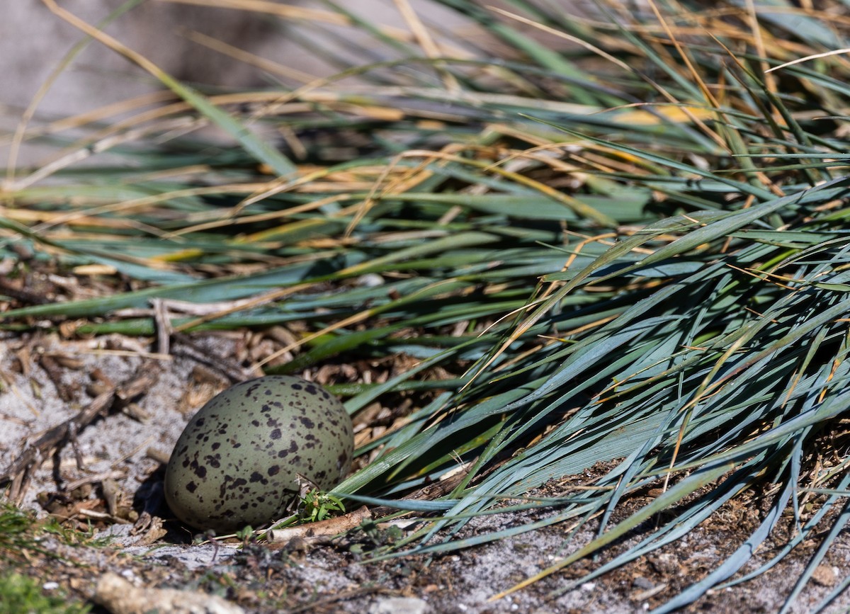 Magellanic Oystercatcher - ML646034861