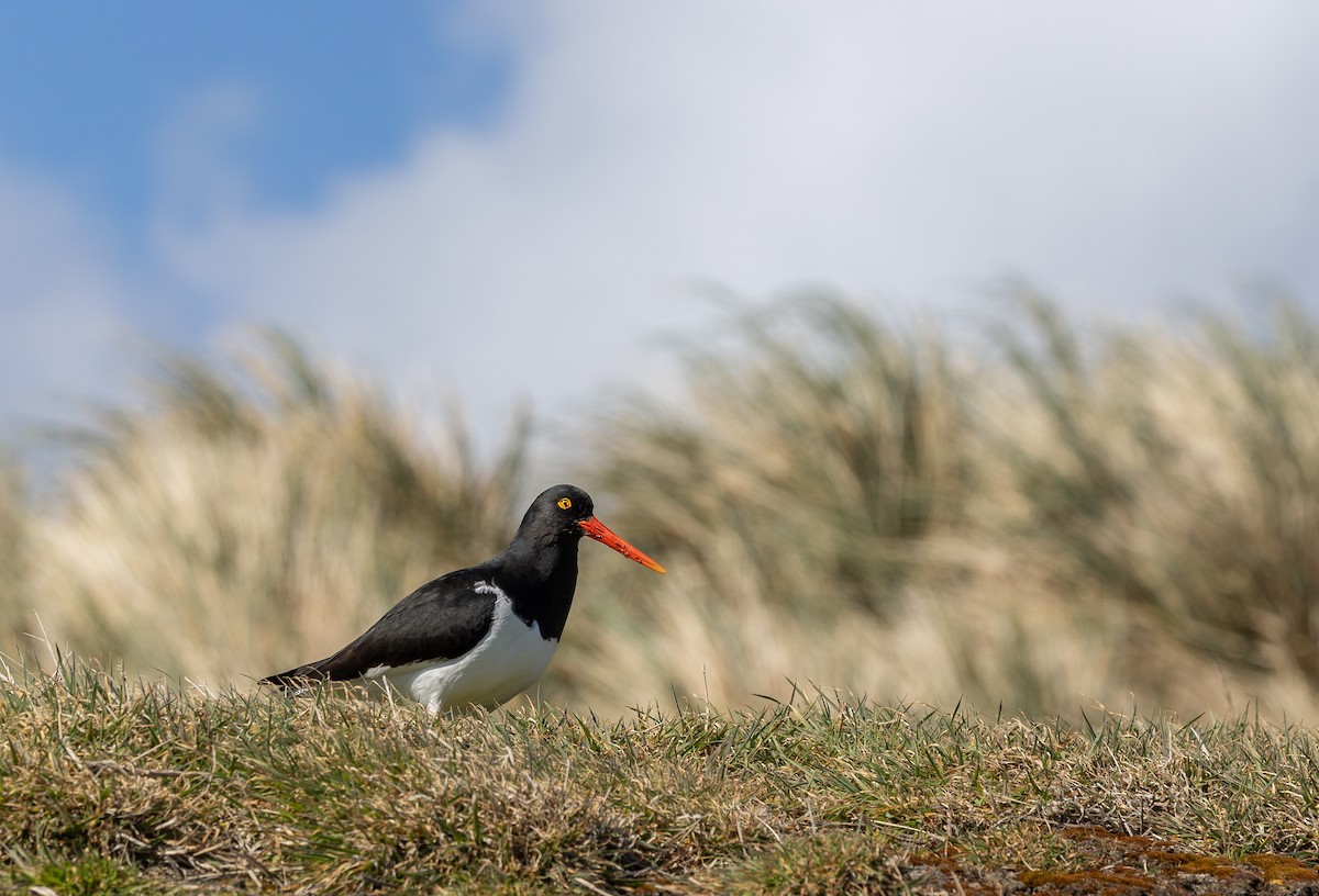 Magellanic Oystercatcher - ML646034862