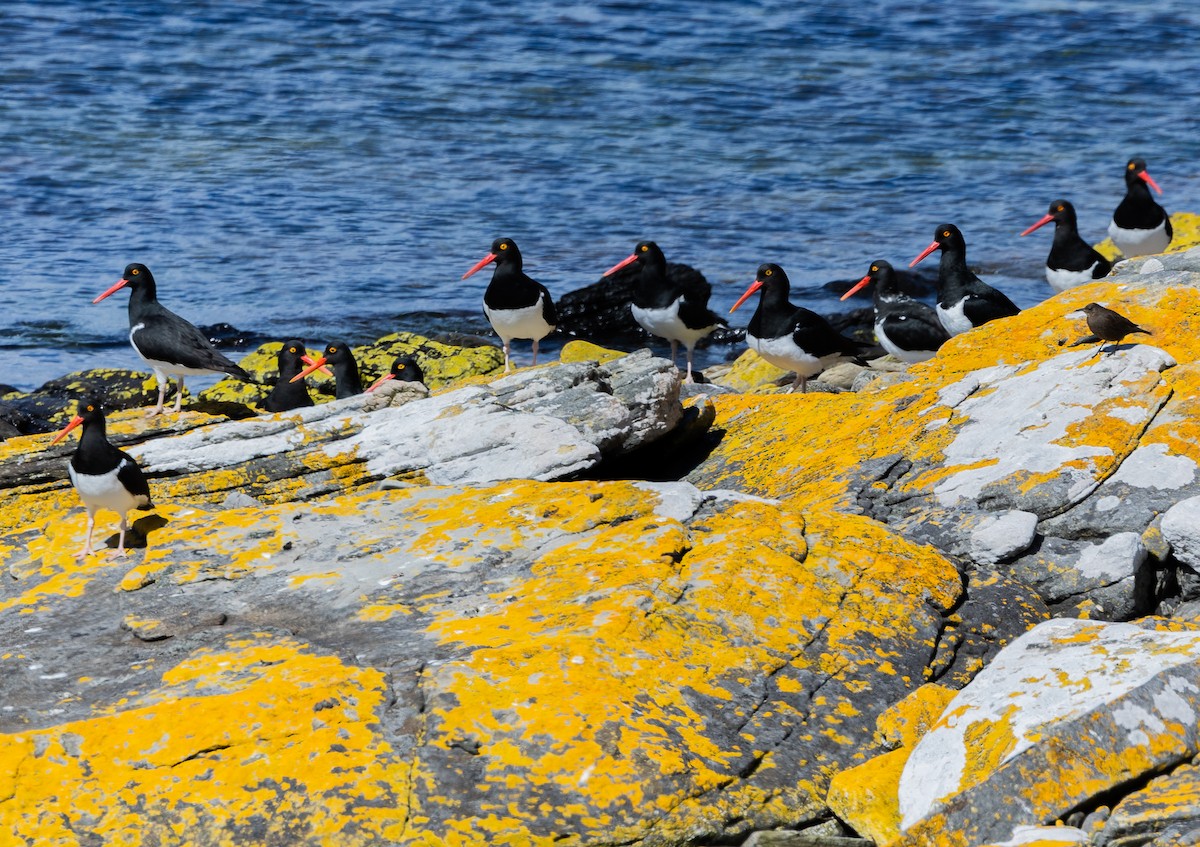 Magellanic Oystercatcher - ML646034863
