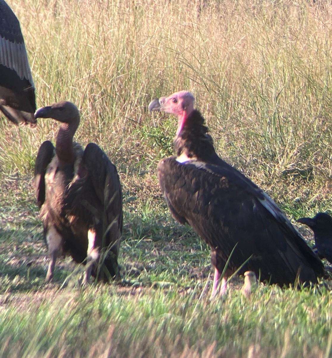 White-rumped Vulture - ML646034865