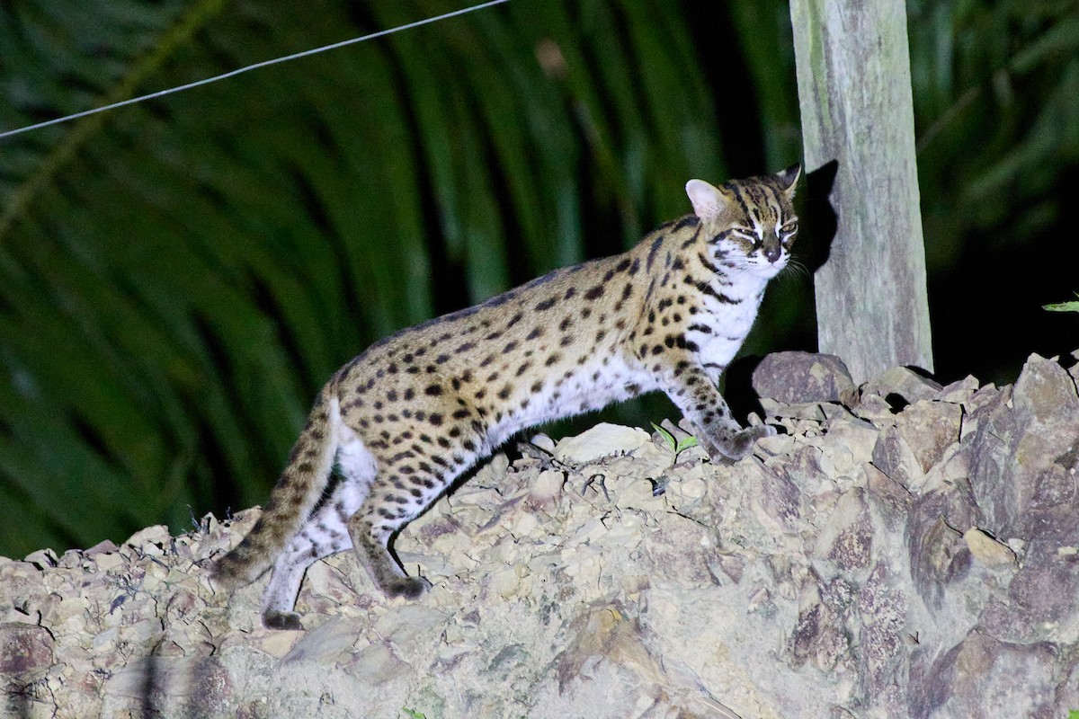 Sunda Leopard Cat - ML646034868