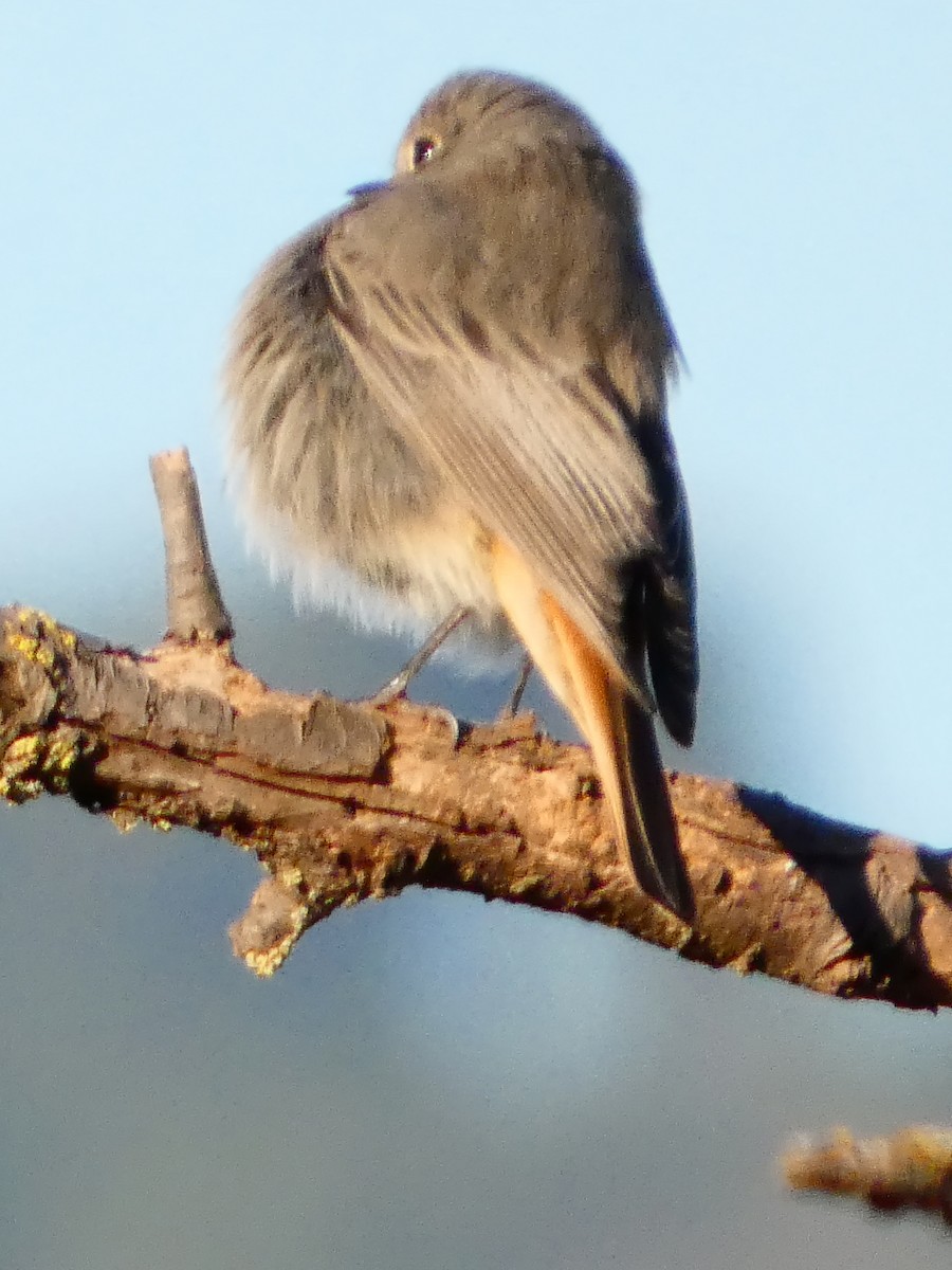 svartrødstjert - ML646034872