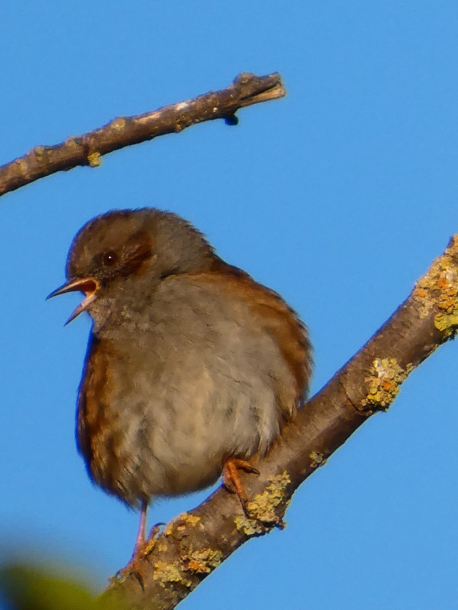 jernspurv - ML646034879