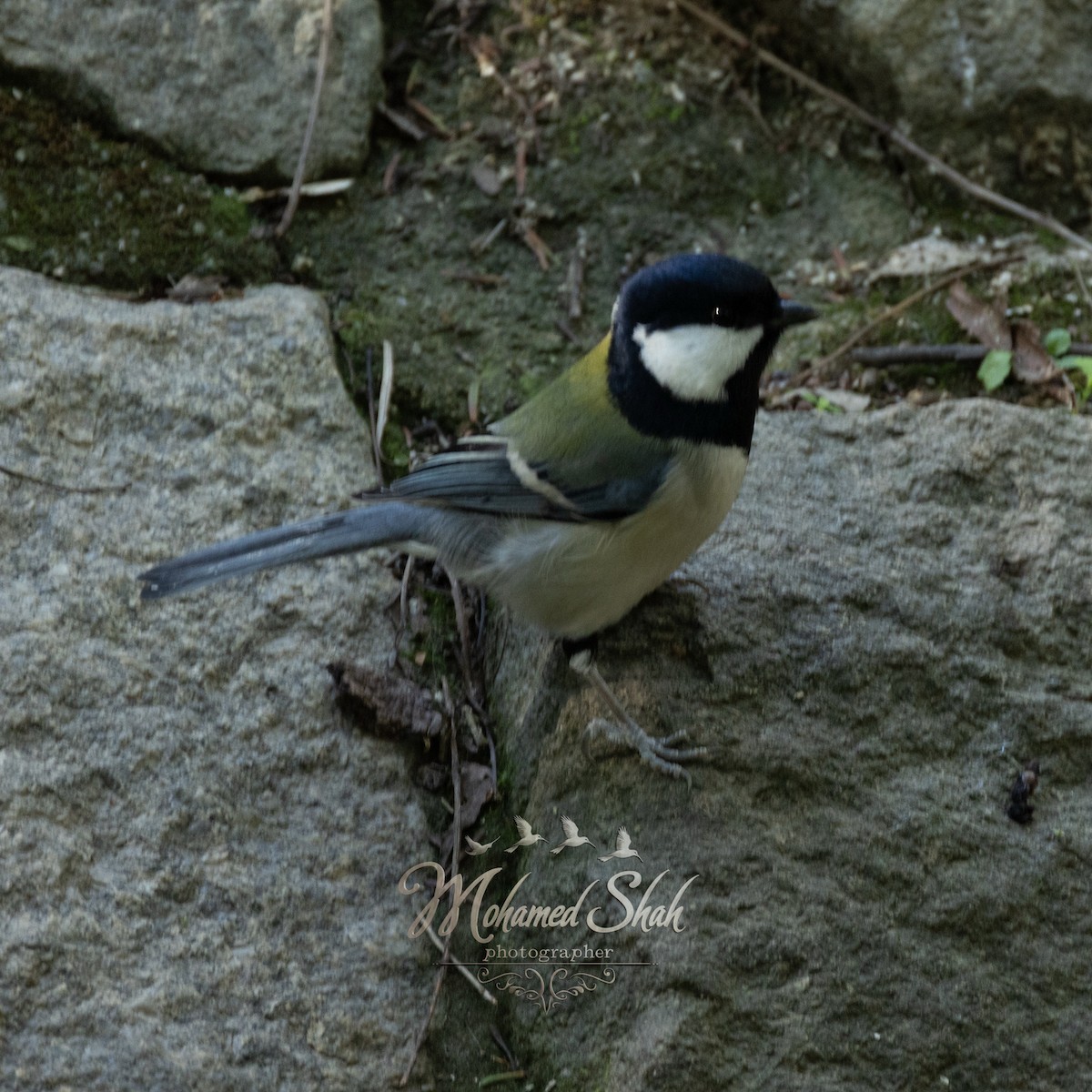 Asian Tit - ML646034881
