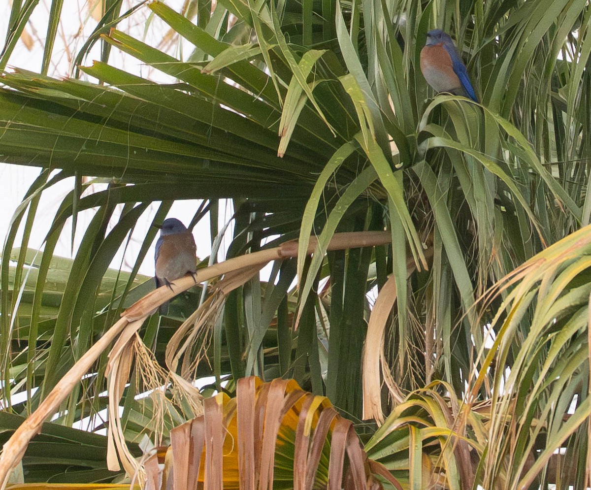 Western Bluebird - ML646034885