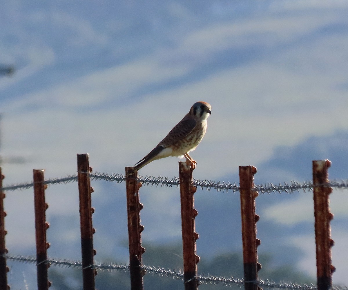 American Kestrel - ML646034891