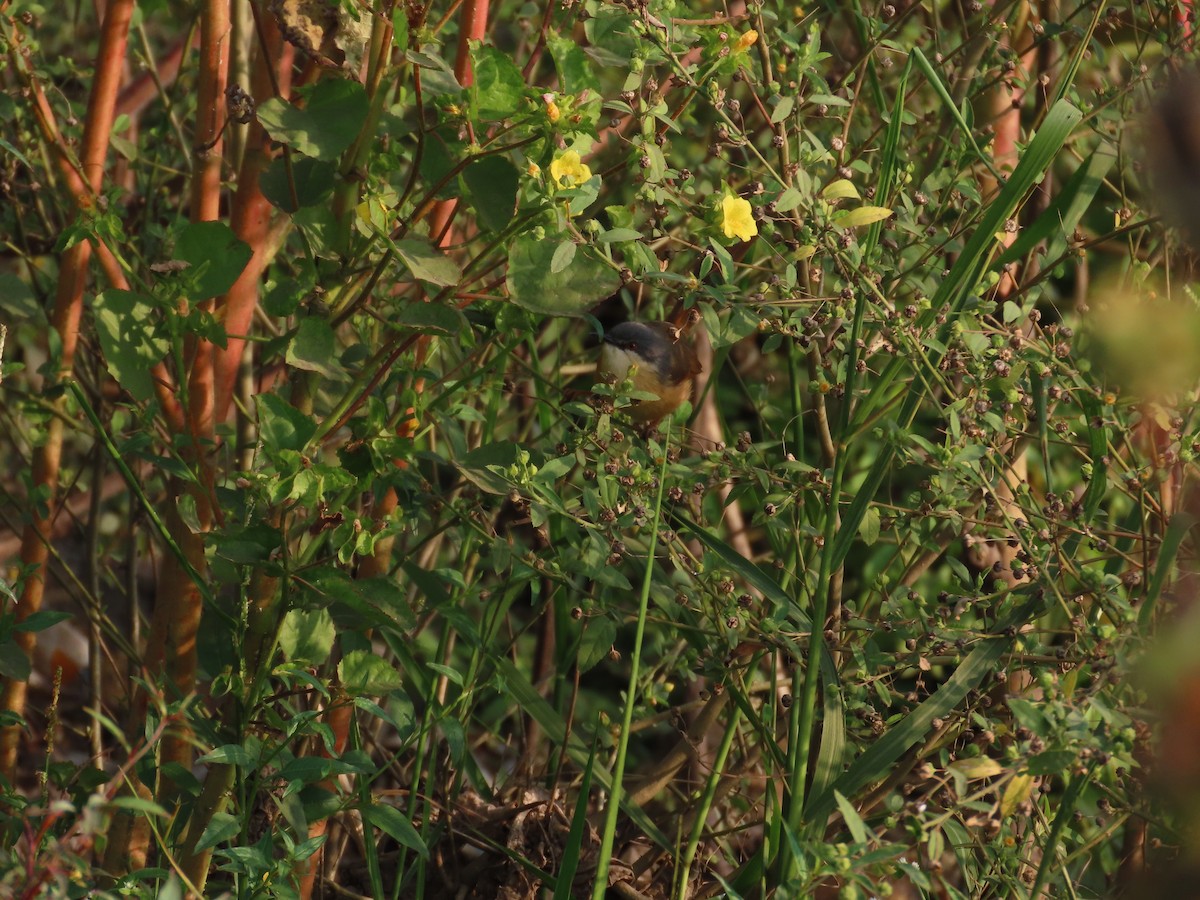 Ashy Prinia - ML646034896
