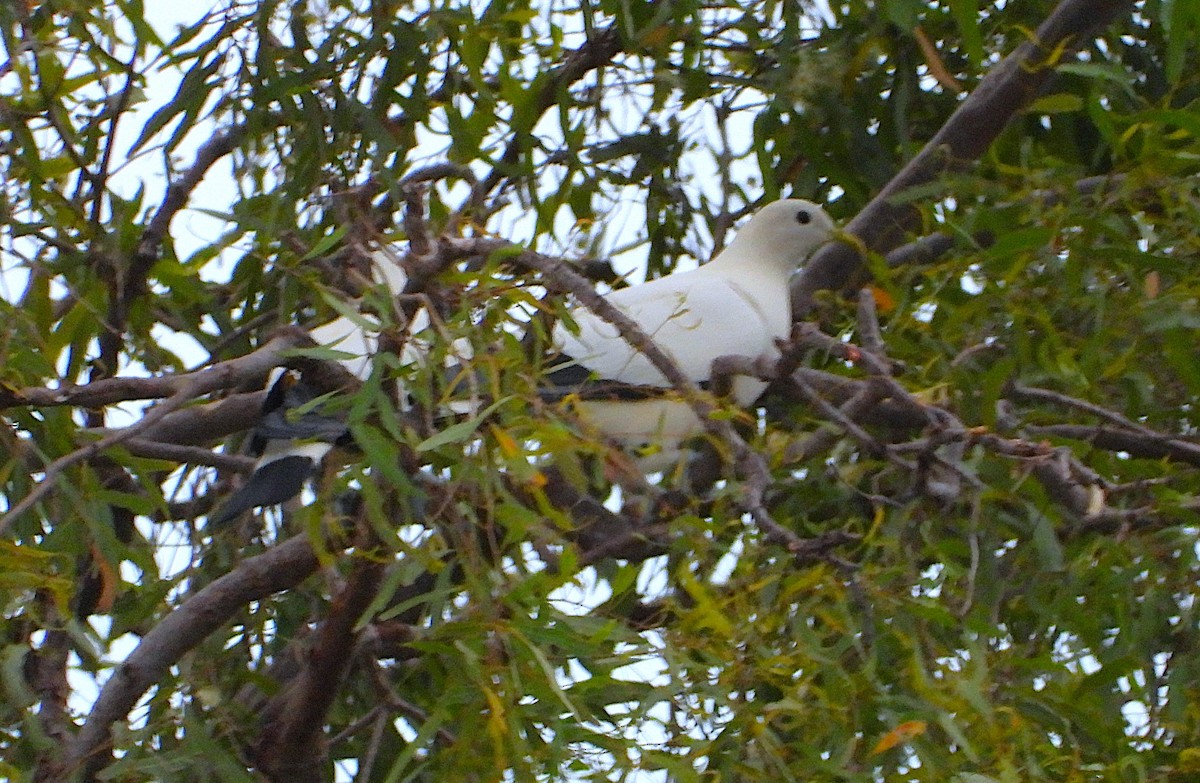 Carpophage argenté - ML646034897