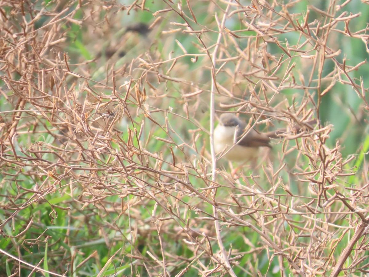 Ashy Prinia - ML646034905