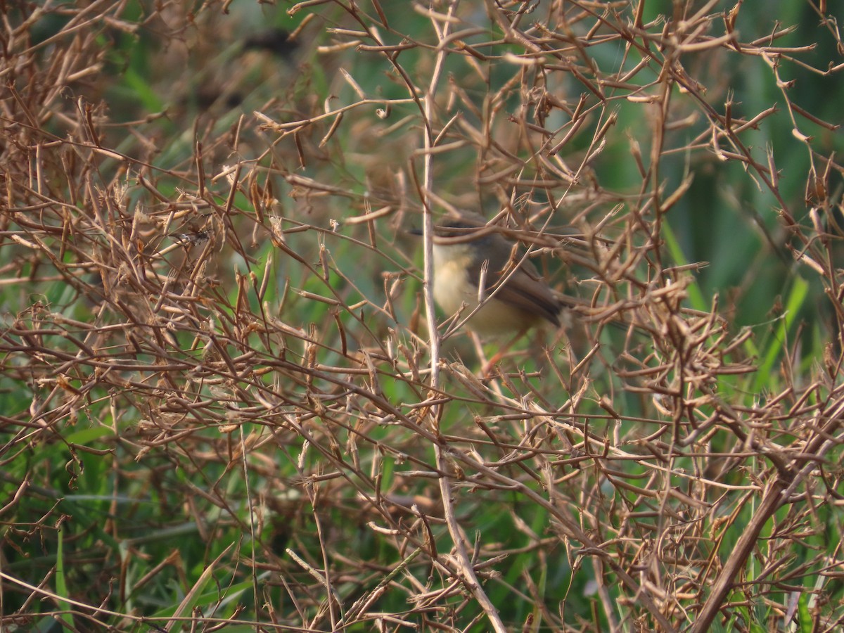 Ashy Prinia - ML646034906