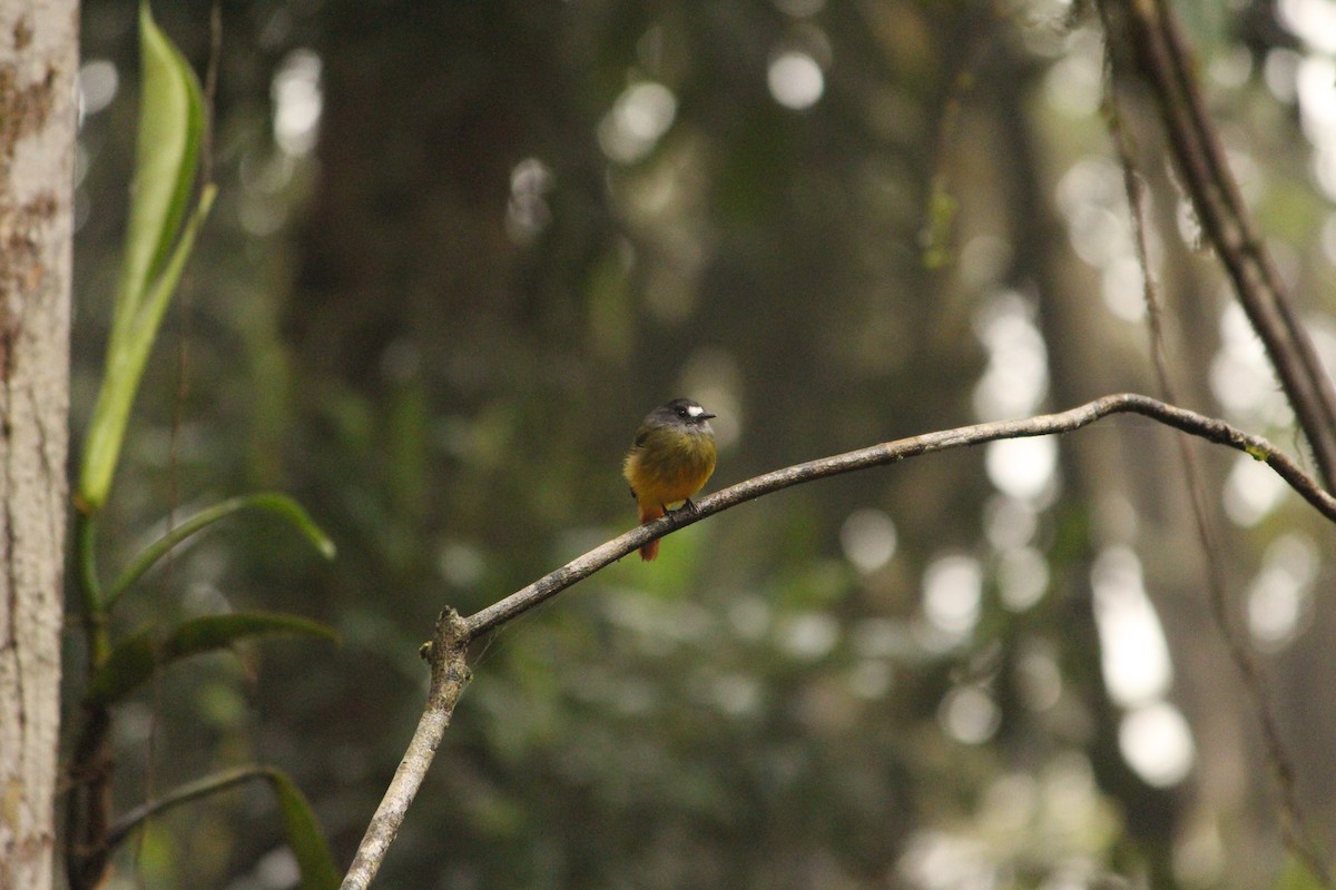 Ornate Flycatcher (Eastern) - ML646034907