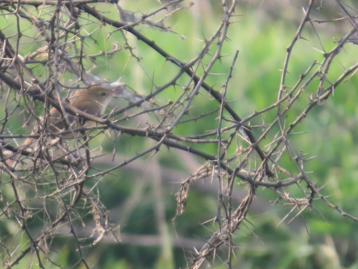 קנית אפריקנית - ML646034908