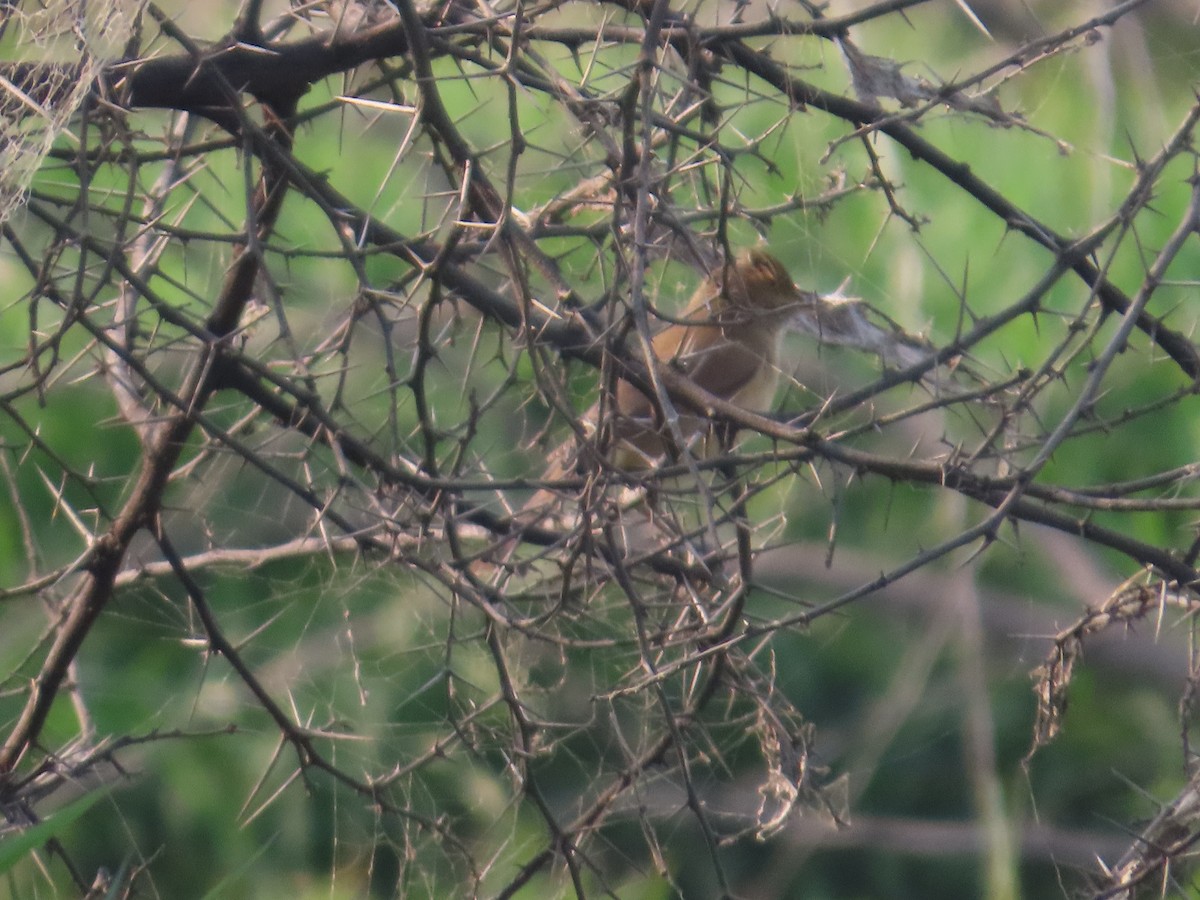 קנית אפריקנית - ML646034909