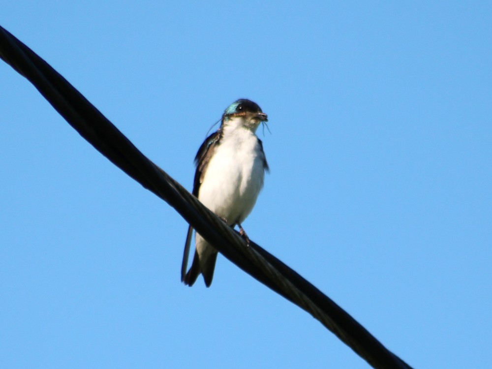 Tree Swallow - ML64603491