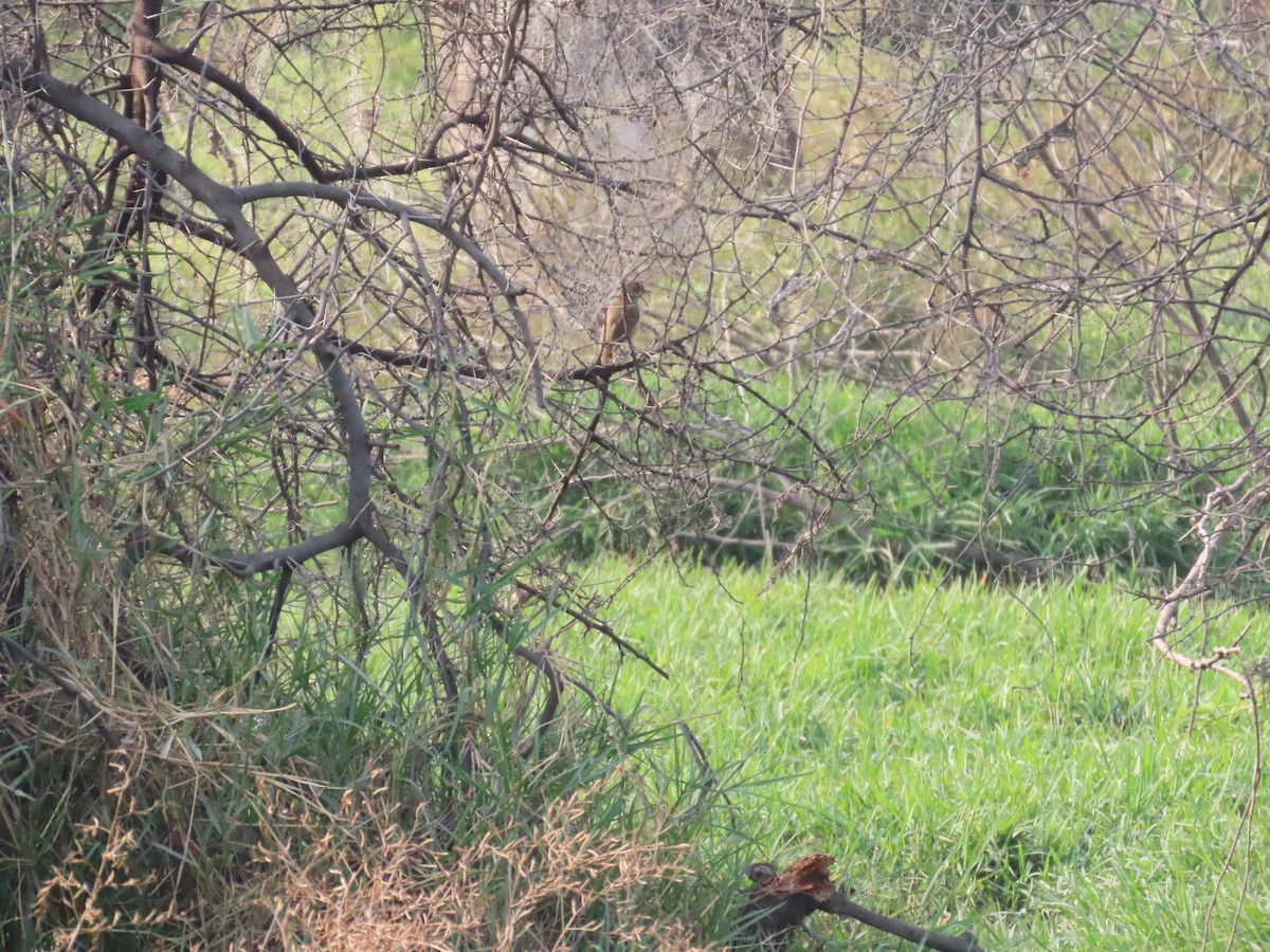 קנית אפריקנית - ML646034910