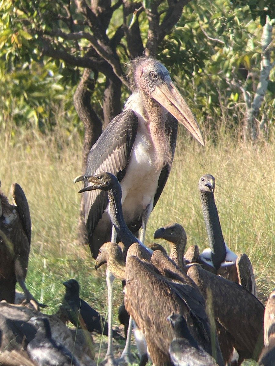 Greater Adjutant - ML646034923