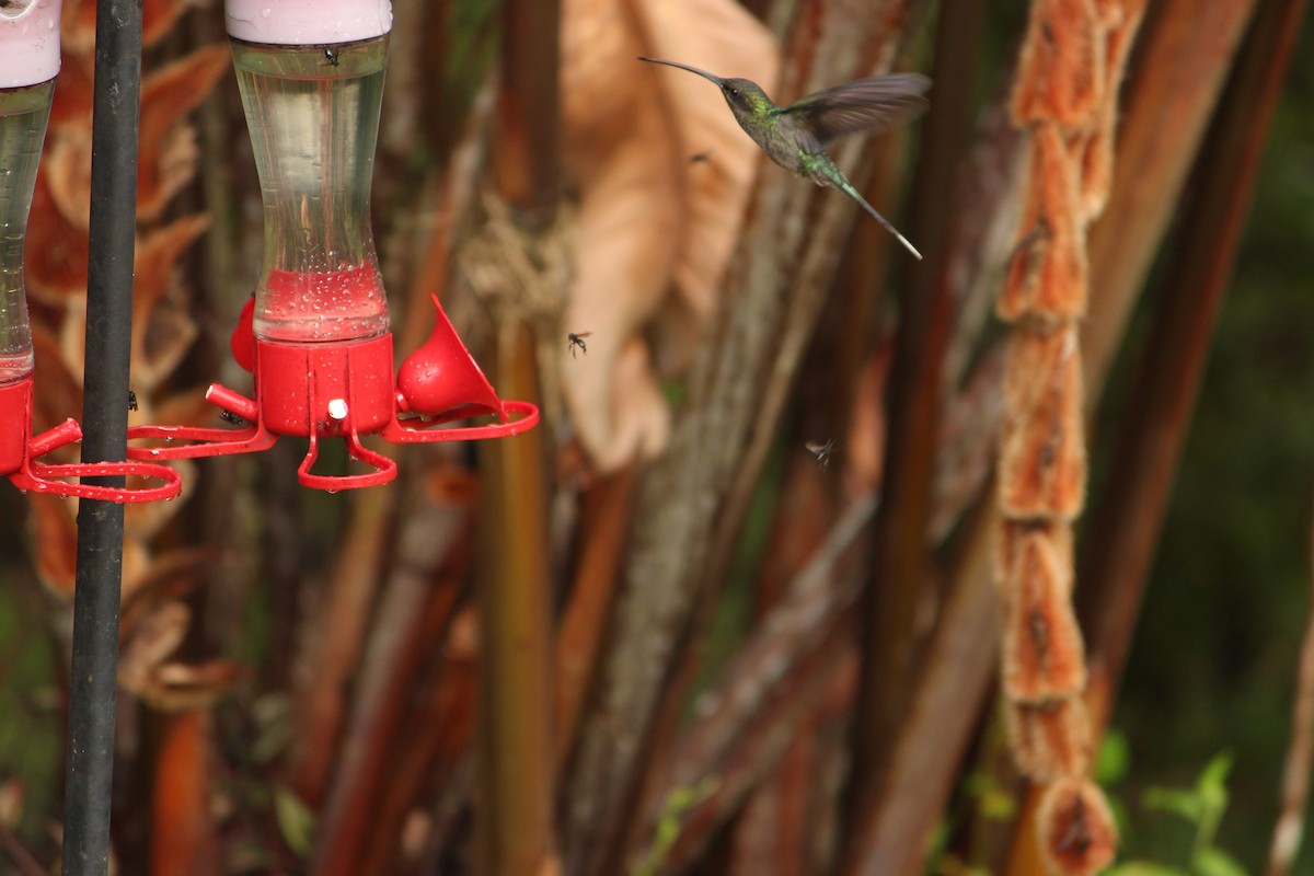 Green Hermit - ML646034924