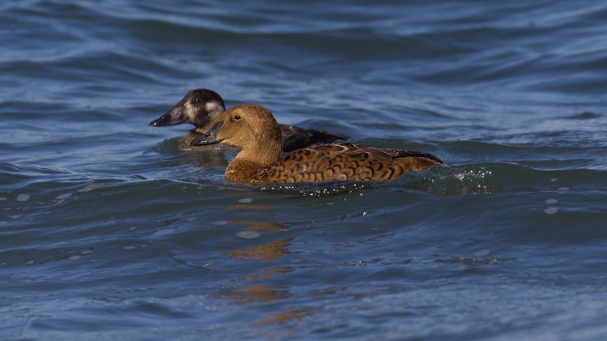 King Eider - ML646034925