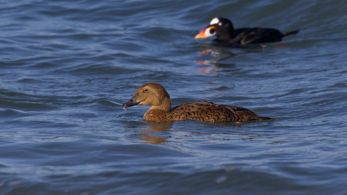 King Eider - ML646034926