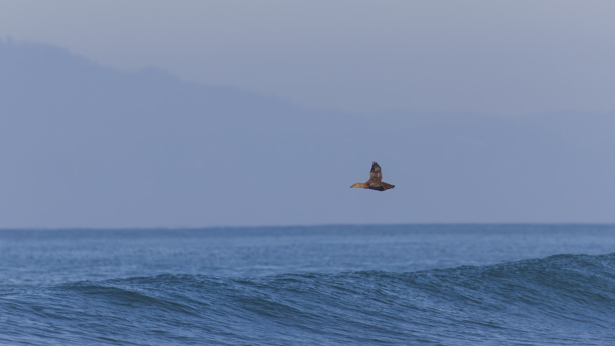 King Eider - ML646034927