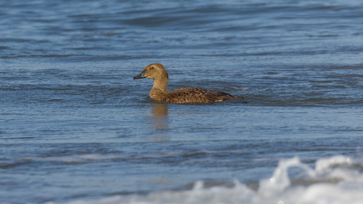King Eider - ML646034928