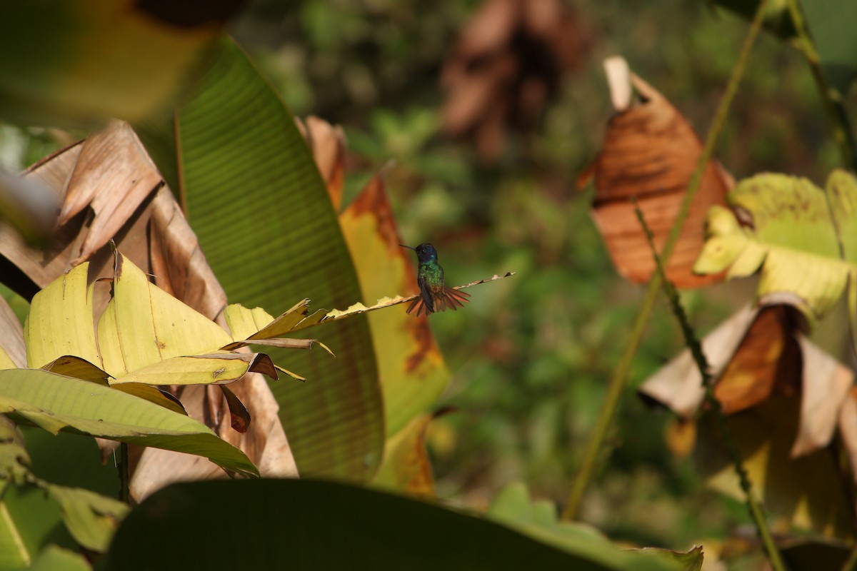 kolibřík zlatochvostý - ML646034929