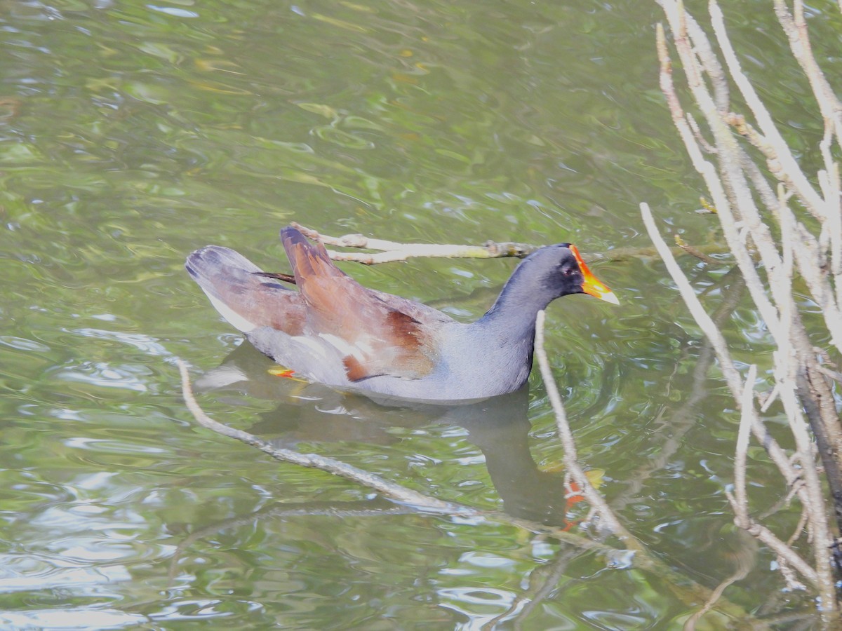 Common Gallinule - ML646034930