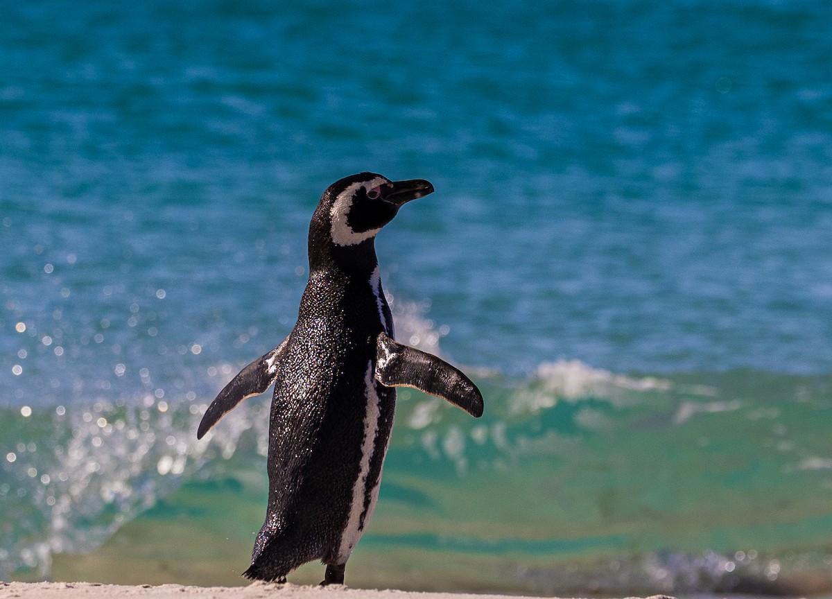 Magellanic Penguin - ML646034933
