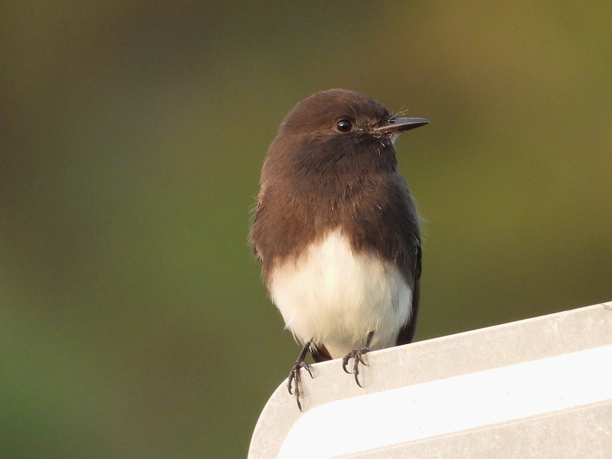 Black Phoebe - ML646034943