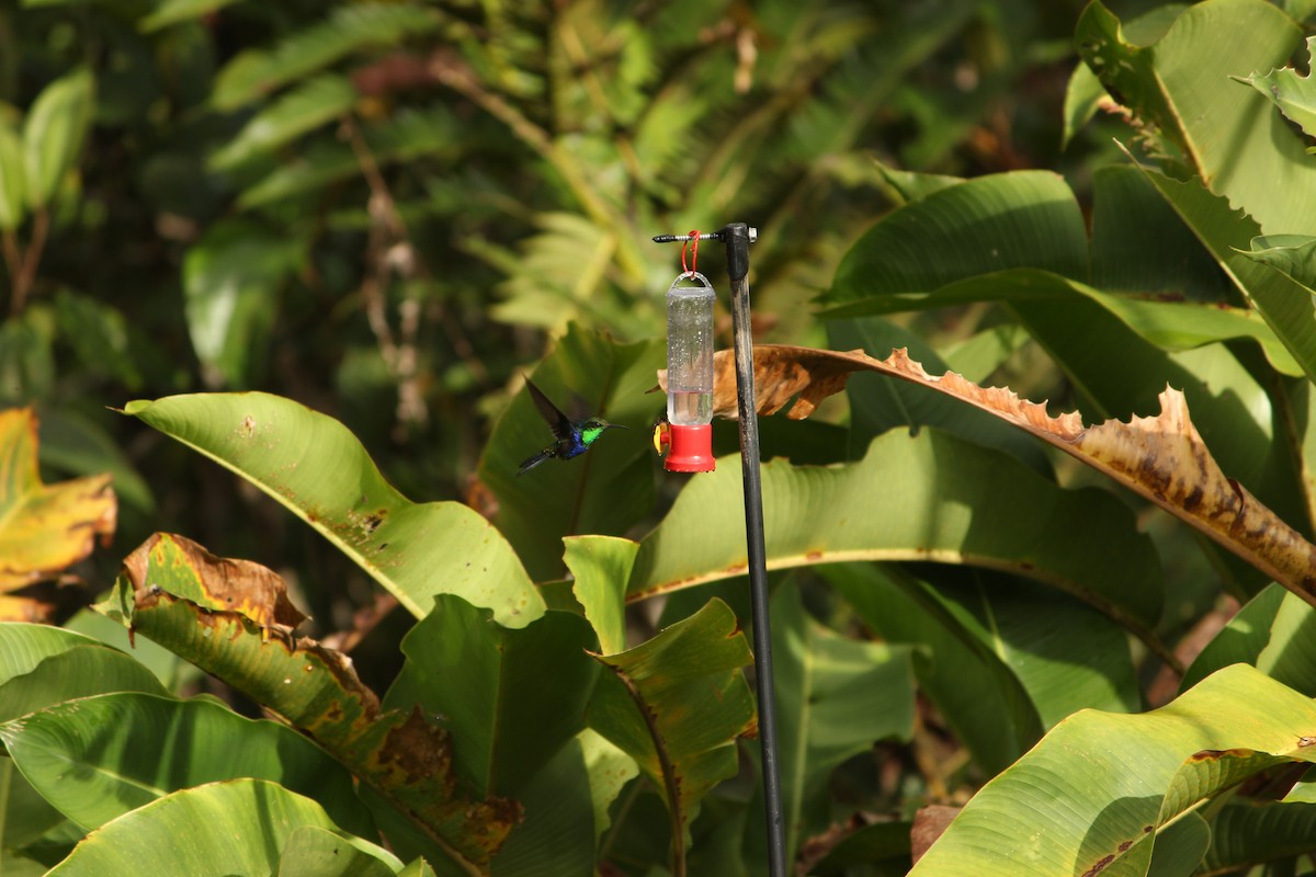 Fork-tailed Woodnymph - ML646034946