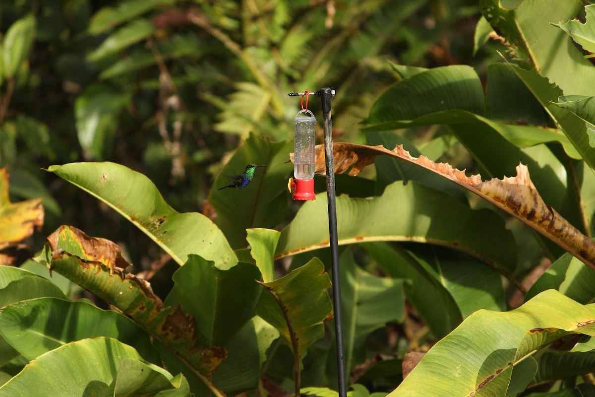 Колібрі-лісовичок буроголовий - ML646034950