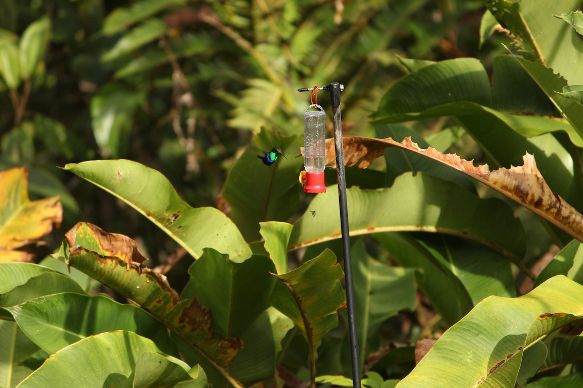 Fork-tailed Woodnymph - ML646034953