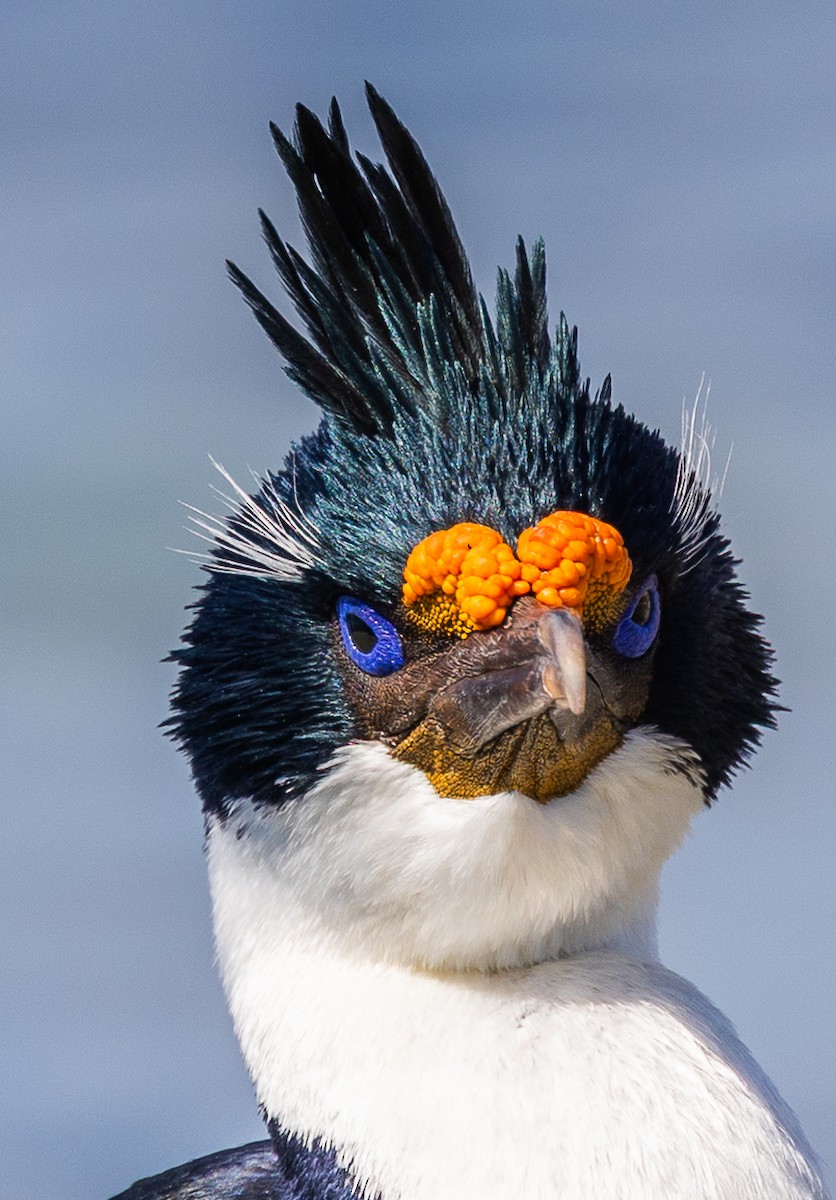 Imperial Cormorant - ML646034954