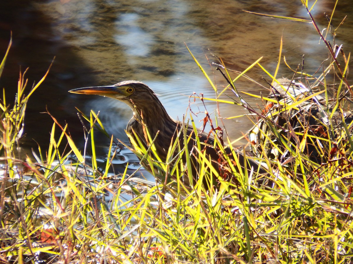 Chinese Pond-Heron - ML646034959
