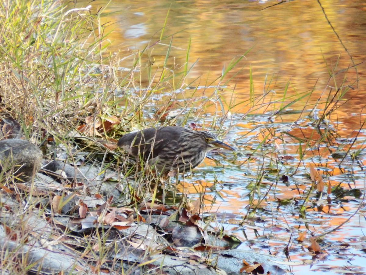 Chinese Pond-Heron - ML646034960