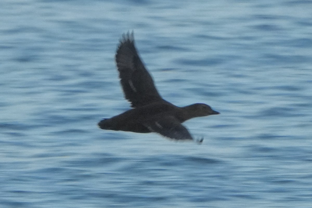 King Eider - ML646034976