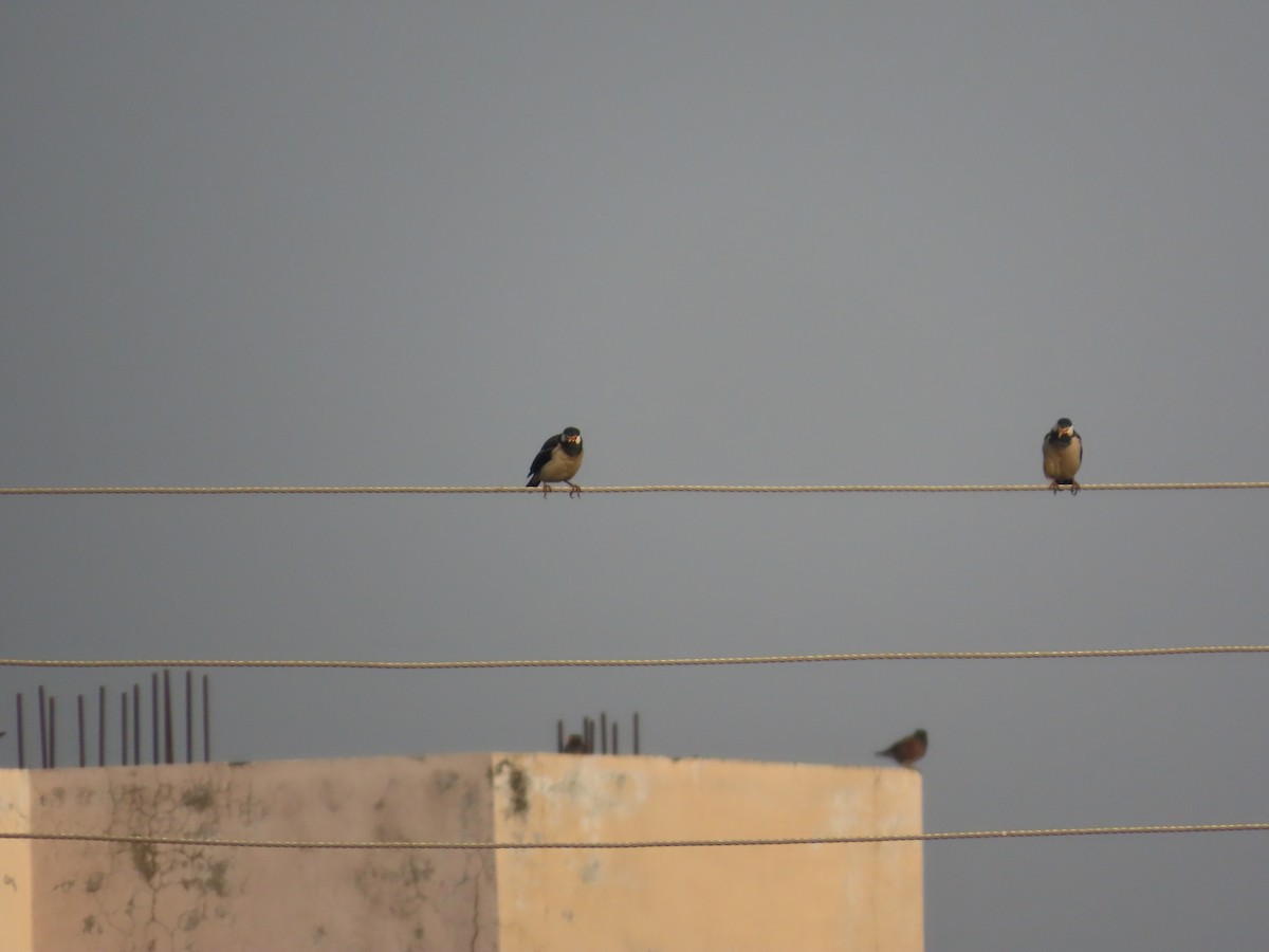 Indian Pied Starling - ML646034977