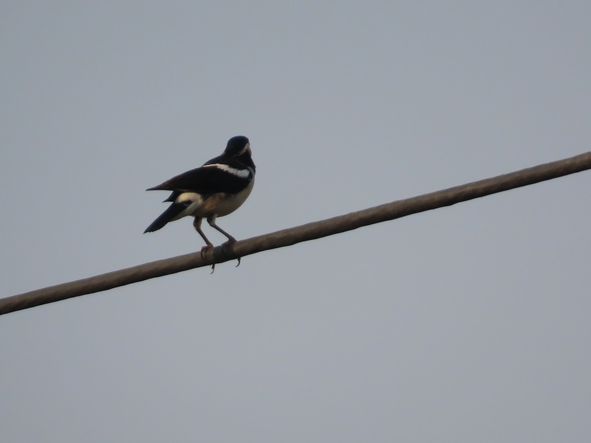 Indian Pied Starling - ML646034982