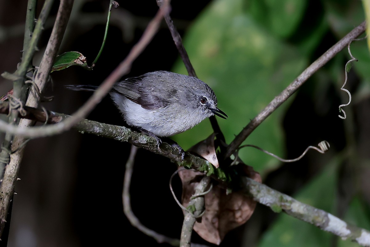 チャイロセンニョムシクイ - ML646034983