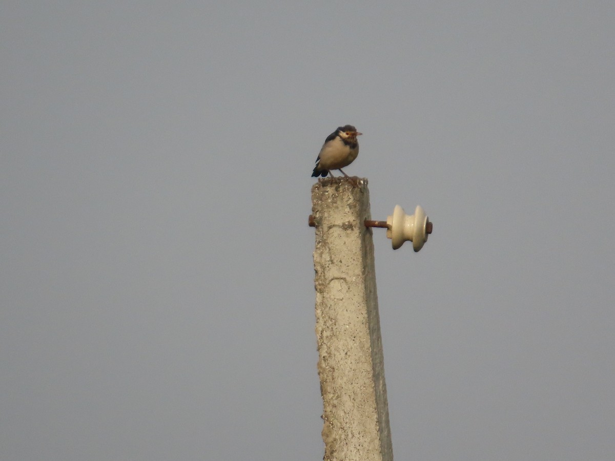 Indian Pied Starling - ML646034984