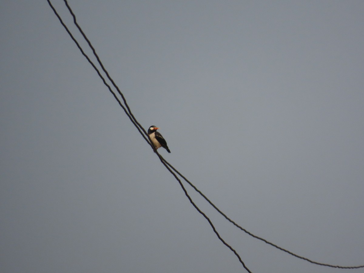 Indian Pied Starling - ML646034985