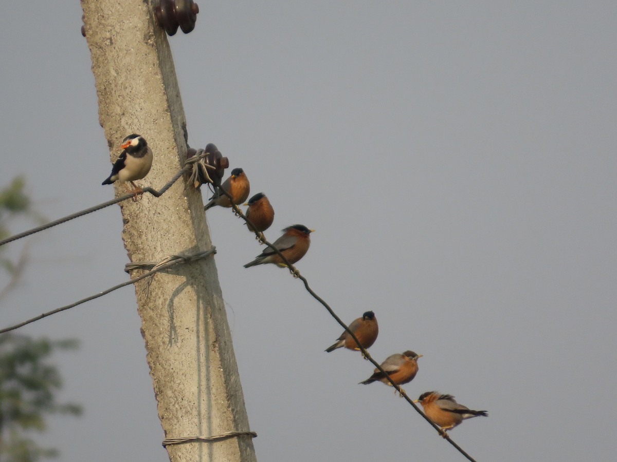Brahminy Starling - ML646034986
