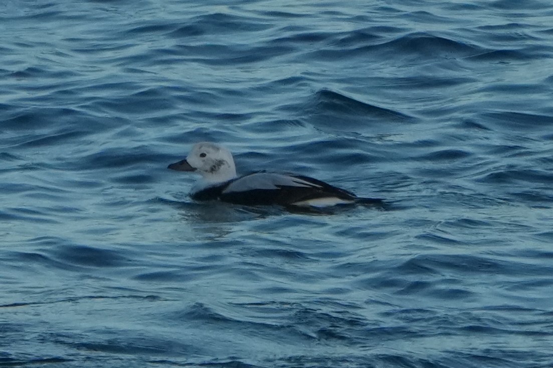 Long-tailed Duck - ML646034988